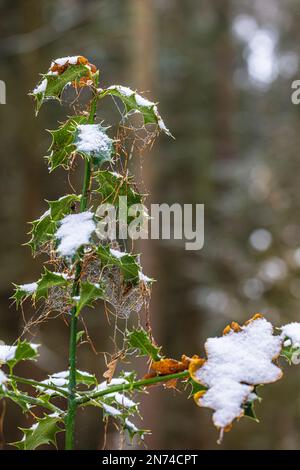 Agrifoglio / buckthorn (Ilex aquifolium), foglie, neve, foglia di quercia, ragnatela Foto Stock