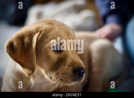 Ritratto di un Labrador Puppy in umore riflettente Foto Stock