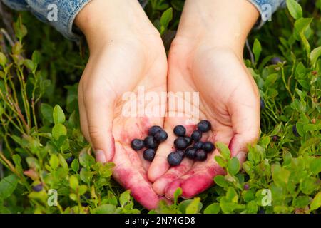 Mani che presentano mirtilli raccolti in una foresta svedese Foto Stock