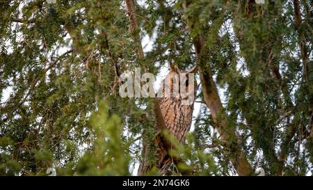 Gufo dalle orecchie lunghe (Asio otus) in una conifera, arboreto, Sassonia-Anhalt, Germania Foto Stock