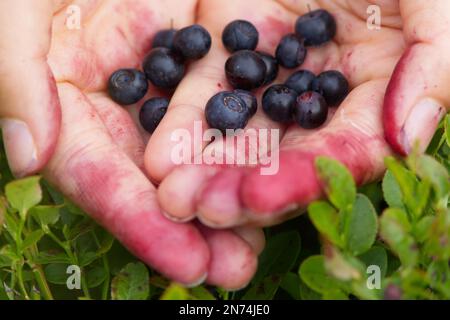 Mani che presentano mirtilli raccolti in una foresta svedese Foto Stock