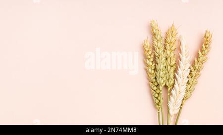 spikelets secchi naturali su sfondo rosa vicino al copyspace Foto Stock