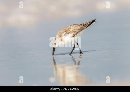 sanderling, Calidris alba, uccello singolo, alimentazione su sabbia bagnata, Florida, Stati Uniti Foto Stock