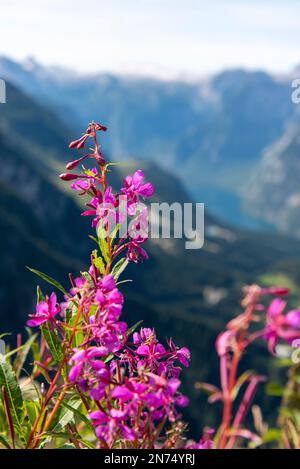 Vista dal Kehlsteinhaus verso le Alpi, Obersalzberg, Berchtesgarden, Germania Foto Stock