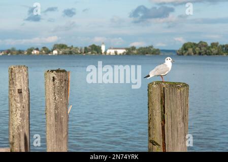 Un gabbiano seduto su un Bollardo di Pier Herrenchiemsee, vista sull'isola di Fraueninsel, Lago Chiemsee, Baviera, Germania Foto Stock