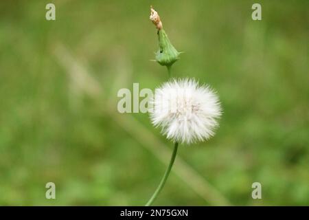 Dente de Leão - Taraxacum officinale Foto Stock