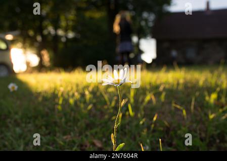 Foto di una singola camomilla al sole della sera con sfondo sfocato. Foto scattata durante una festa di mezza estate nella campagna lettone. Foto Stock