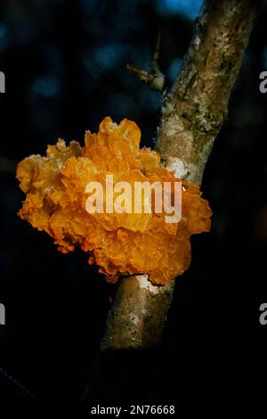 Il fungo della foresta selvaggioTremella mesenterica è una specie di fungo immangiabile della famiglia delle Tremellaceae dall'odore delicatamente fruttato. Foto Stock