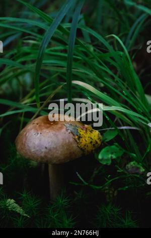 Un bolete di betulla che cresce nell'erba verde, in piedi nel muschio. Una foglia di betulla gialla attaccata al suo cappuccio marrone. Foto Stock