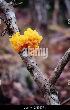 Il fungo della foresta selvaggioTremella mesenterica è una specie di fungo immangiabile della famiglia delle Tremellaceae dall'odore delicatamente fruttato. Foto Stock