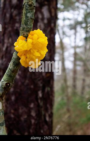 Il fungo della foresta selvaggioTremella mesenterica è una specie di fungo immangiabile della famiglia delle Tremellaceae dall'odore delicatamente fruttato. Foto Stock