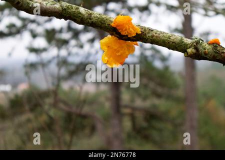 Il fungo della foresta selvaggioTremella mesenterica è una specie di fungo immangiabile della famiglia delle Tremellaceae dall'odore delicatamente fruttato. Foto Stock