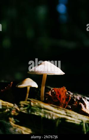 Funghi selvatici. Foto Stock