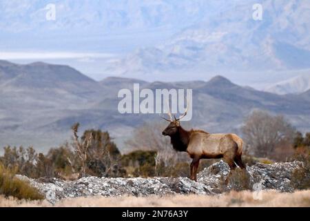 9 febbraio 2023 - Las Vegas, Nevada, USA: Un alce di toro (Cervus canadensis) si guarda sopra mentre sfiora la comunità montana di Cold Creek, Nevada. Cold Creek, a 45 km circa dal centro di Las Vegas, si trova all'interno della Humboldt-Toiyabe National Forest e della Spring Mountains National Recreation Area. (Credit Image: © David Becker/ZUMA Press Wire) SOLO PER USO EDITORIALE! Non per USO commerciale! Foto Stock