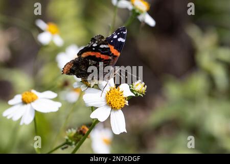 Primo piano di una Vanessa atalanta su un fiore Foto Stock
