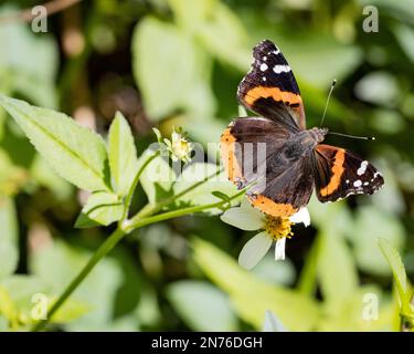 Primo piano di una Vanessa atalanta su un fiore Foto Stock