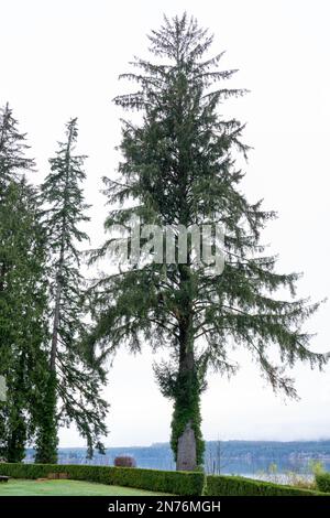 Quinault, Washington, Stati Uniti. Sitka Spruce albero di fronte al lago Quinault mattina presto come visto dai terreni del Quinault Lodge Foto Stock