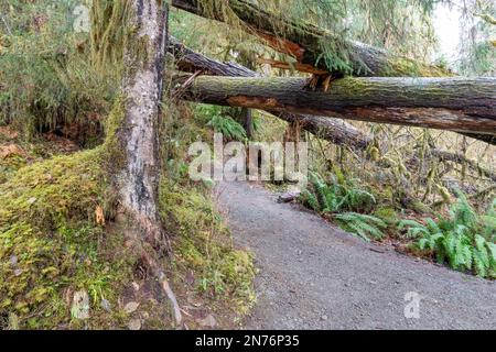 Hoh Rain Forest, Olympic National Park, Washington, USA. Hall of Mosses Trail con alberi caduti in cima. Foto Stock