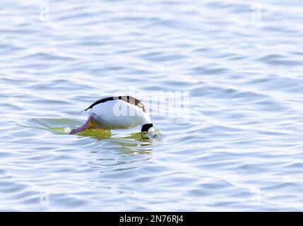 Bufflehead Male diving Foto Stock