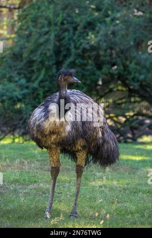 Woodland Park Zoo, Seattle, Washington, Stati Uniti. L'UEM è in piedi sull'erba Foto Stock