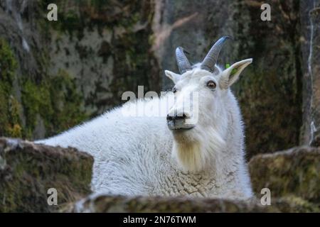 Woodland Park Zoo, Seattle, Washington, Stati Uniti. Ritratto di una capra di montagna in una zona rocciosa Foto Stock