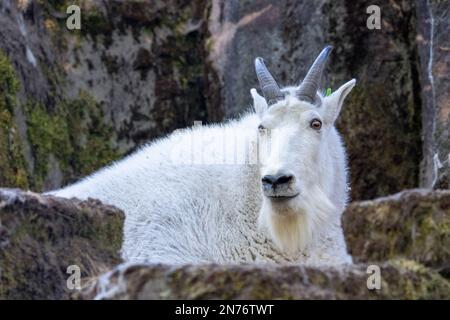 Woodland Park Zoo, Seattle, Washington, Stati Uniti. Ritratto di una capra di montagna in una zona rocciosa Foto Stock