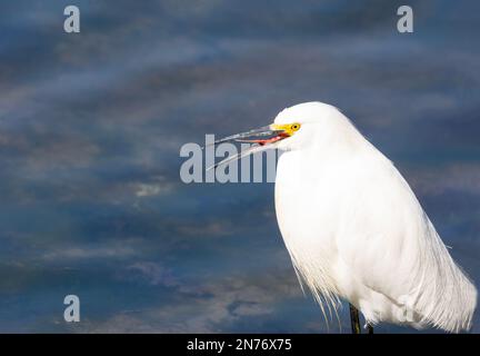 Bocca Snowy Egret aperta che mostra la lingua Foto Stock