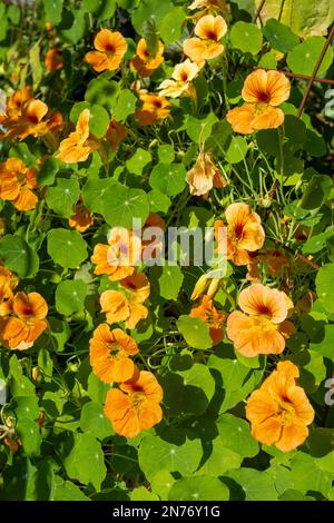Issaquah, Washington, Stati Uniti. Nasturzio fiori in un giardino Foto Stock