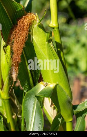 Issaquah, Washington, Stati Uniti. Spiga matura di mais sul gambo Foto Stock