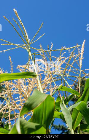 Issaquah, Washington, Stati Uniti. Nappe di mais di fronte a un cielo blu Foto Stock