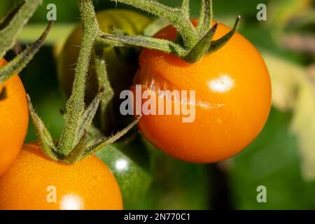 Issaquah, Washington, Stati Uniti. Spalato pomodori ciliegia Sungold sulla vite. Foto Stock