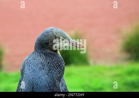 Pinguino nel giusto profilo, Nuova Zelanda Foto Stock