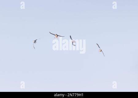 Greylag goose Anser anser, 4 adulti che piovono in volo, Suffolk, Inghilterra, febbraio Foto Stock