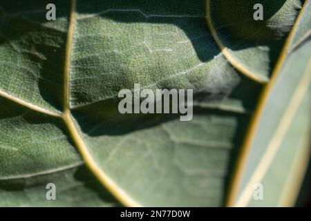 primo piano della foglia di ficus in primavera. Foto Stock