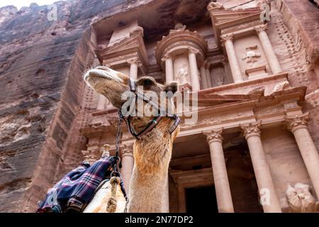 Petra, Giordania. 10th Feb, 2023. Un cammello si trova di fronte al Tesoro di Petra, un famoso sito archeologico in Giordania il 10 febbraio 2023. Petra è un sito patrimonio dell'umanità dell'UNESCO e una delle sette meraviglie del mondo. È un'antica capitale nabatea, oggi abitata dai beduini beduini bidoul. (Foto di Dominika Zarzycka/Sipa USA) Credit: Sipa USA/Alamy Live News Foto Stock