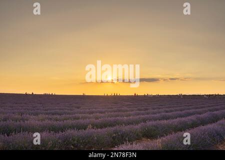 Una bella foto di campi di lavanda durante il tramonto in Spagna Foto Stock