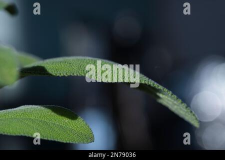 Primo piano di una pianta di salvia in un giardino di casa. Foto Stock