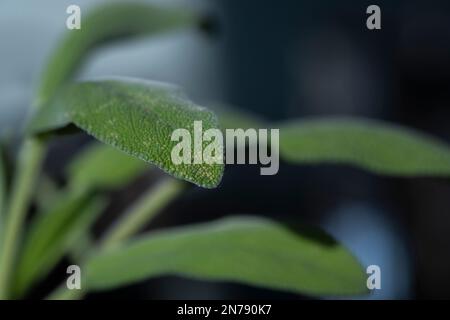 Primo piano di una pianta di salvia in un giardino di casa. Foto Stock