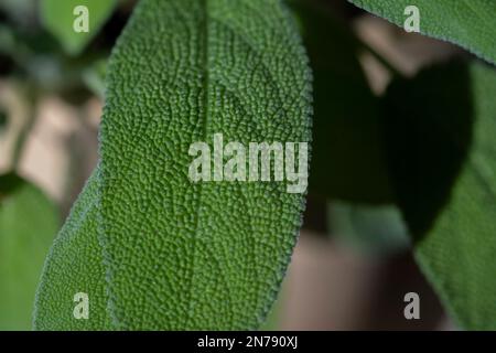 Primo piano di una pianta di salvia in un giardino di casa. Foto Stock