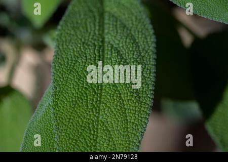 Primo piano di una pianta di salvia in un giardino di casa. Foto Stock