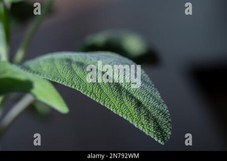 Primo piano di una pianta di salvia in un giardino di casa. Foto Stock