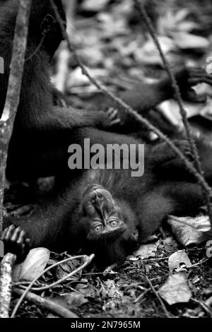 I macachi neri di Sulawesi (Macaca nigra) stanno avendo attività sociale mentre si trovano e si siedono sul pavimento della foresta nella riserva naturale di Tangkoko, Sulawesi settentrionale, Indonesia. Le femmine di questa specie endemica del Nord Sulawesi hanno interazioni affiliative (tra cui la cura del corpo) 2,5 volte all'ora e più del 60% di queste interazioni ha coinvolto il contatto con il corpo, secondo un team di scienziati primati guidati da Julie Dube nel loro documento di ricerca pubblicato su American Journal of Primatology. "Le femmine sono state coinvolte in un bout governante con un'altra femmina circa una volta all'ora", hanno scritto. Foto Stock