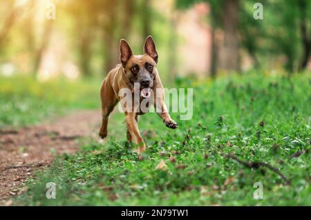 Il pastore belga malinois corre e gioca nella foresta Foto Stock