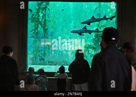 Cannery Row, Monterey, California, Stati Uniti. 23rd gennaio 2023 vita marina al Monterey Bay Aquarium - qui due squali leopardi nuotano nel grande serbatoio mentre centinaia di turisti guardano Foto Stock