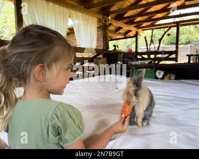 La bambina alimenta un coniglio una carota sotto un baldacchino Foto Stock