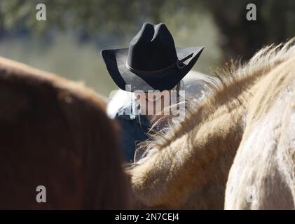 Phoenix, Stati Uniti. 09th Feb, 2023. Wrangler cura per i cavalli a Ponderosa Stables a Phoenix, Arizona Venerdì, 10 febbraio 2023. I Philadelphia Eagles suoneranno i Kansas City Chiefs nel Super Bowl LVII allo state Farm Stadium di Glendale, Arizona, domenica 12th febbraio 2023. Foto di John Angelillo/UPI Credit: UPI/Alamy Live News Foto Stock