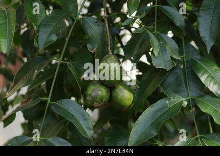 Primo piano di frutta e foglie di un albero di susina di giugno (noto anche come Ambarella) nel giardino di casa Foto Stock