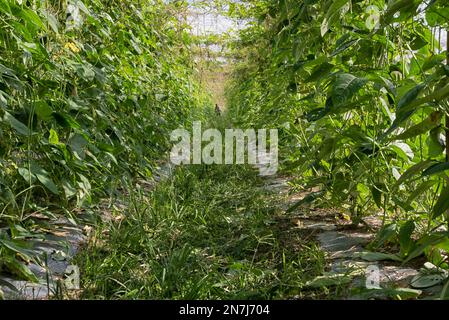 Verdure di fagiolo di asparagi verdi che crescono nella fattoria. Foto Stock