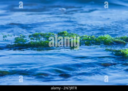Muschio di mare, acqua di oceano. Muschio oceanico. Muschio verde. Foto Stock