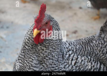 Primo piano ritratto di un gallo di pollo di roccia sbarrata guardando la fotocamera Foto Stock